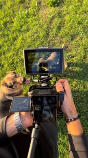 Teaching the kid some tricks… in 4k 👀

#dog #nature #bts #behindthescenes #behindthescene #sit #hollyland #sony #monitor
